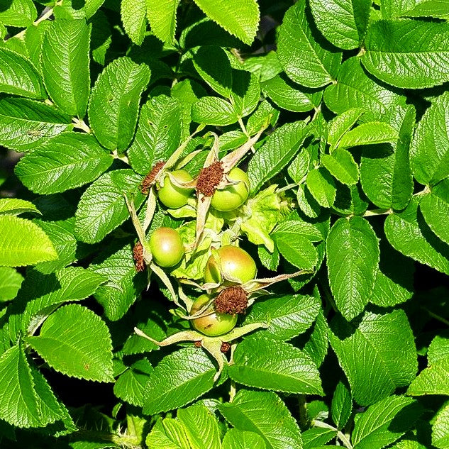 Kartoffel-Rose (Rosa rugosa)