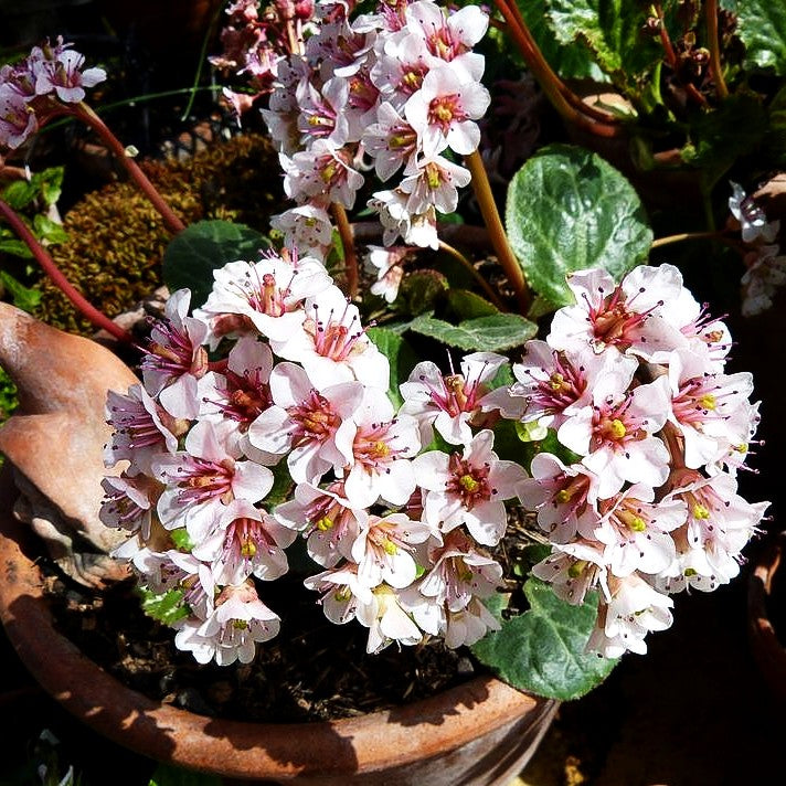 Kaschmir-Bergenie (Bergenia ciliata)
