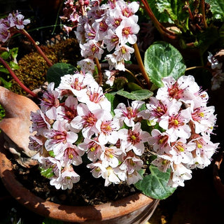 Kaschmir-Bergenie (Bergenia ciliata)