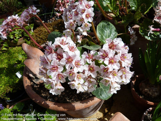 Kaschmir-Bergenie (Bergenia ciliata)