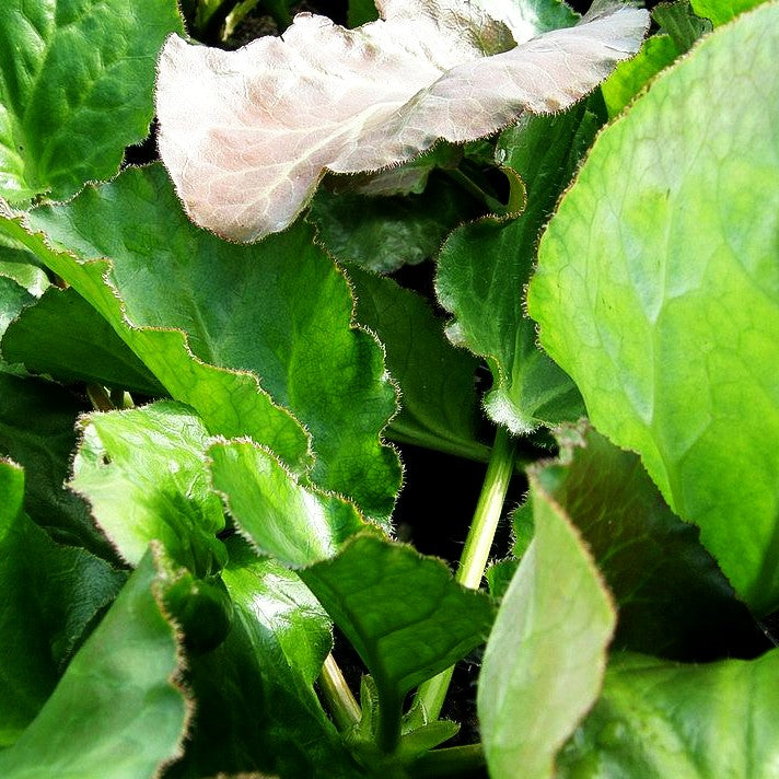 Kaschmir-Bergenie (Bergenia ciliata)