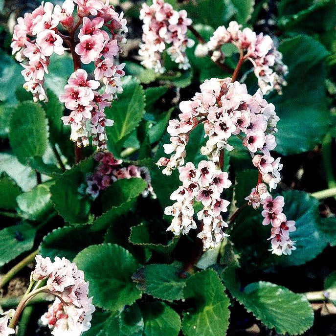Kaschmir-Bergenie (Bergenia ciliata)