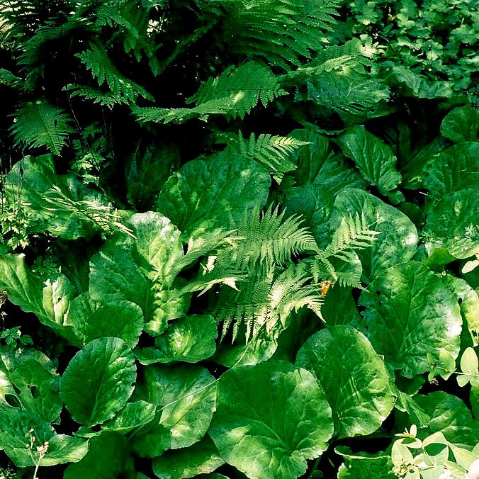 Kaschmir-Bergenie (Bergenia ciliata)