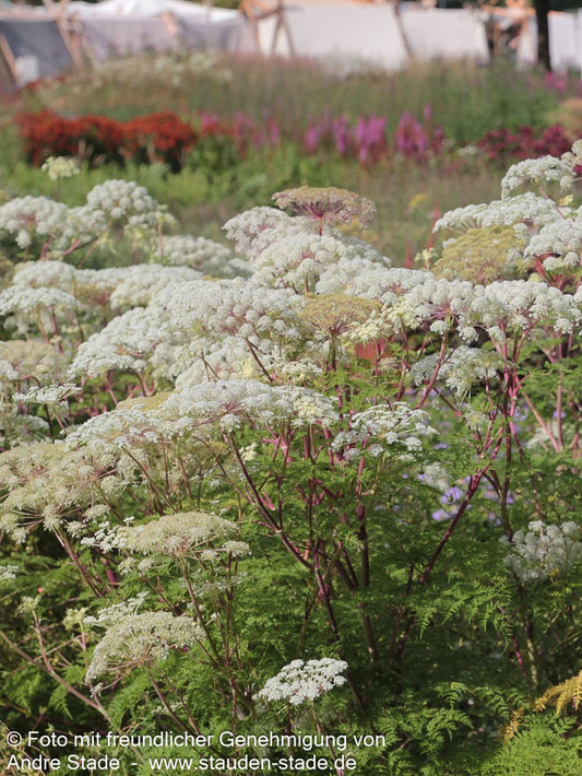 Kaschmir-Dolde (Selinum wallichianum)