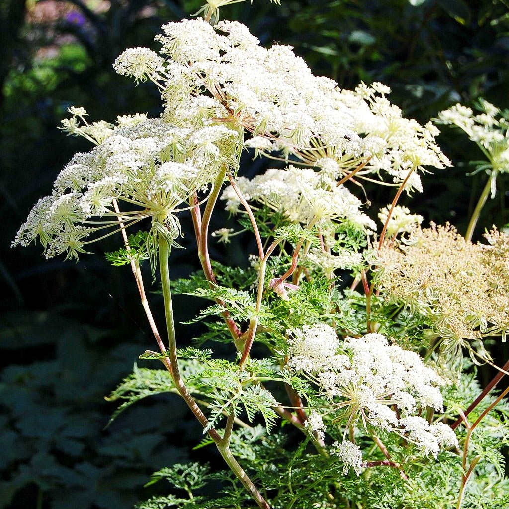 Kaschmir-Dolde (Selinum wallichianum)