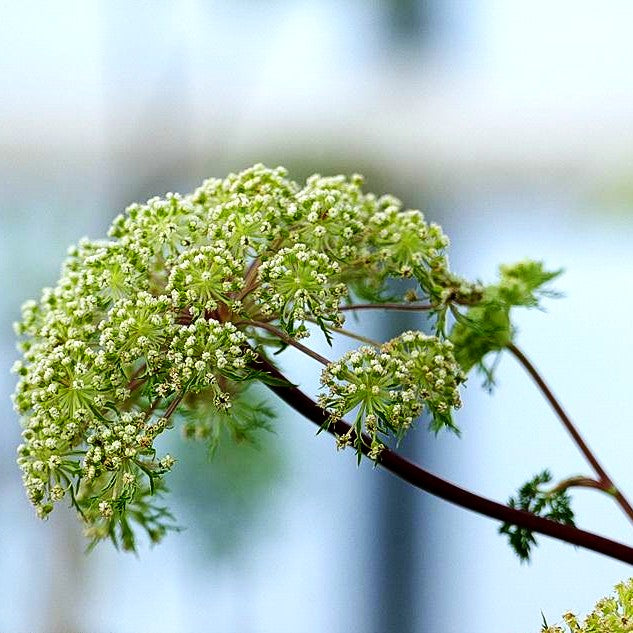 Kaschmir-Dolde (Selinum wallichianum)