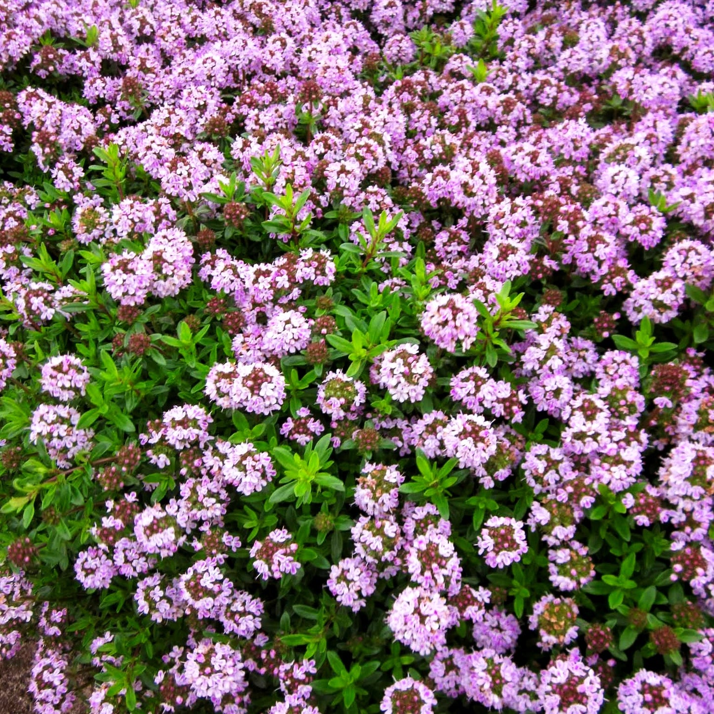 Kaskaden-Thymian (Thymus longicaulis ssp.odoratus)