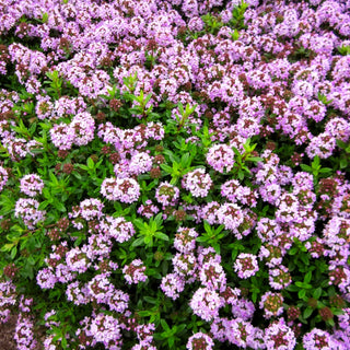 Kaskaden-Thymian (Thymus longicaulis ssp.odoratus)