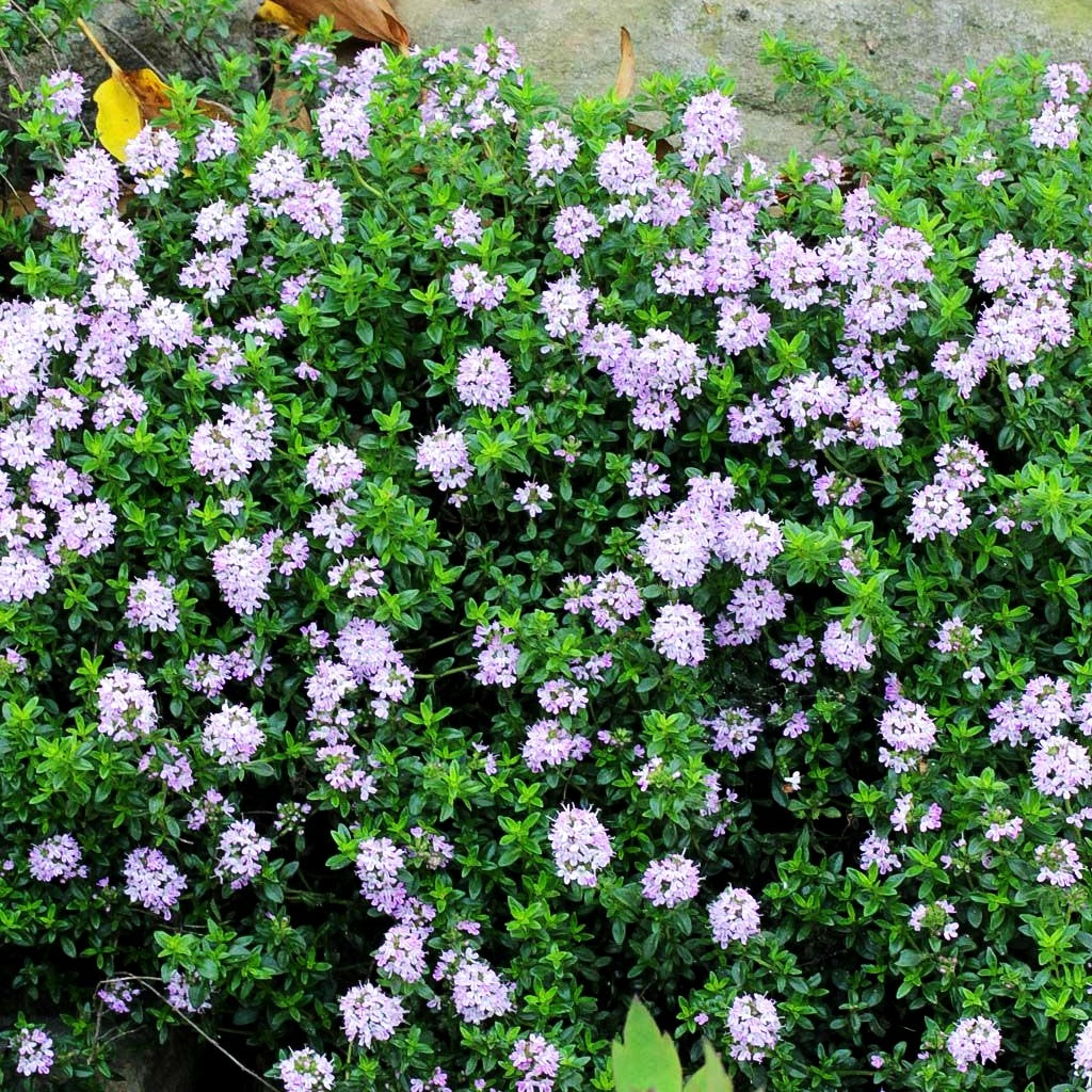 Kaskaden-Thymian (Thymus longicaulis ssp.odoratus)