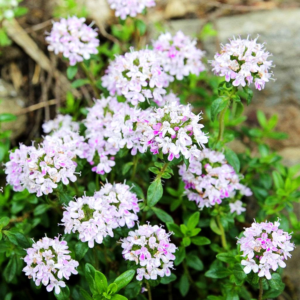 Kaskaden-Thymian (Thymus longicaulis ssp.odoratus)