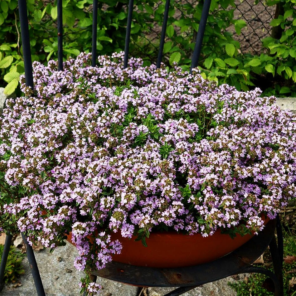 Kaskaden-Thymian (Thymus longicaulis ssp.odoratus)