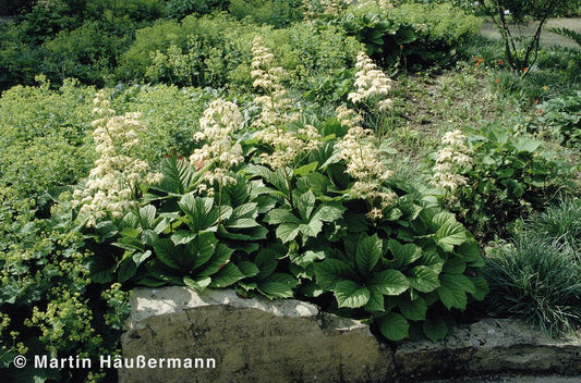 Kastanienblättriges Schaublatt (Rodgersia aesculifolia)