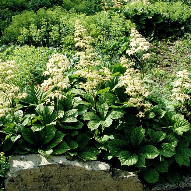 Kastanienblättriges Schaublatt (Rodgersia aesculifolia)