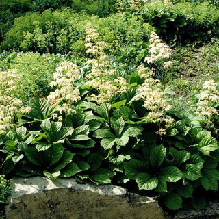 Kastanienblättriges Schaublatt (Rodgersia aesculifolia)