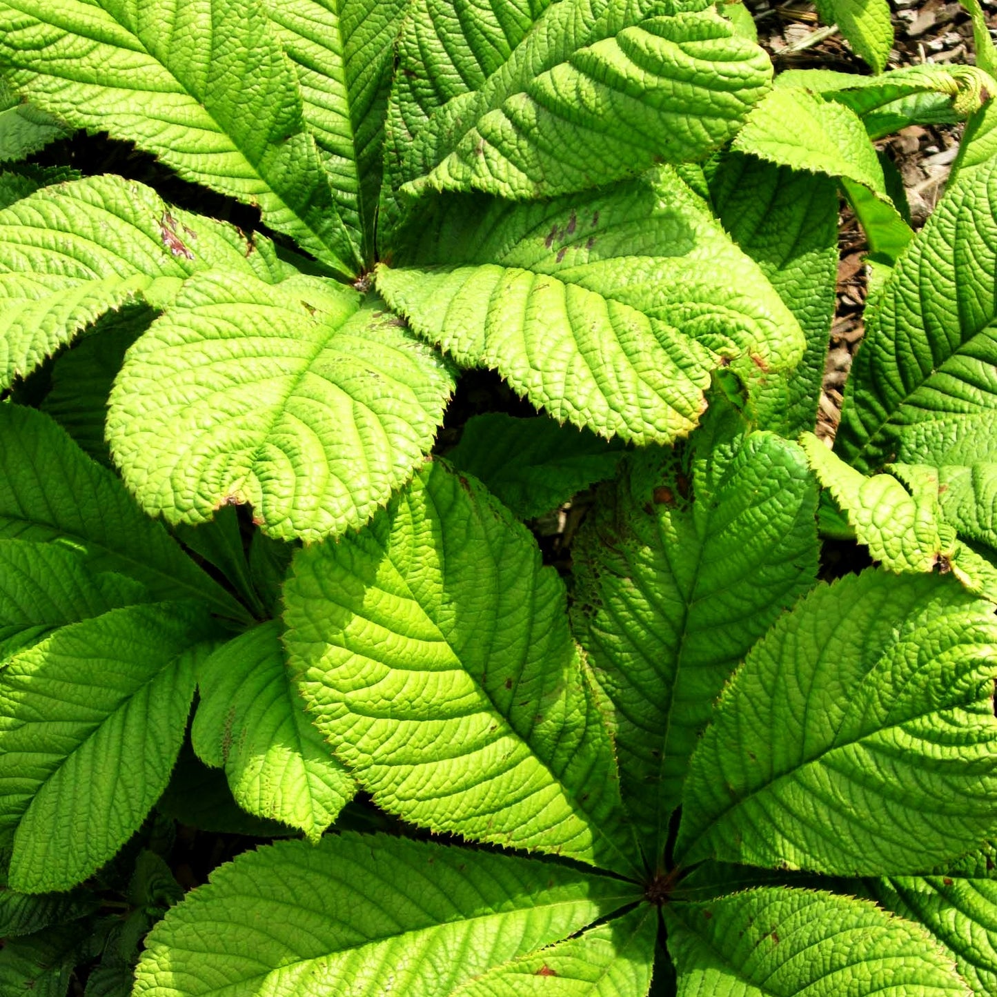 Kastanienblättriges Schaublatt (Rodgersia aesculifolia)