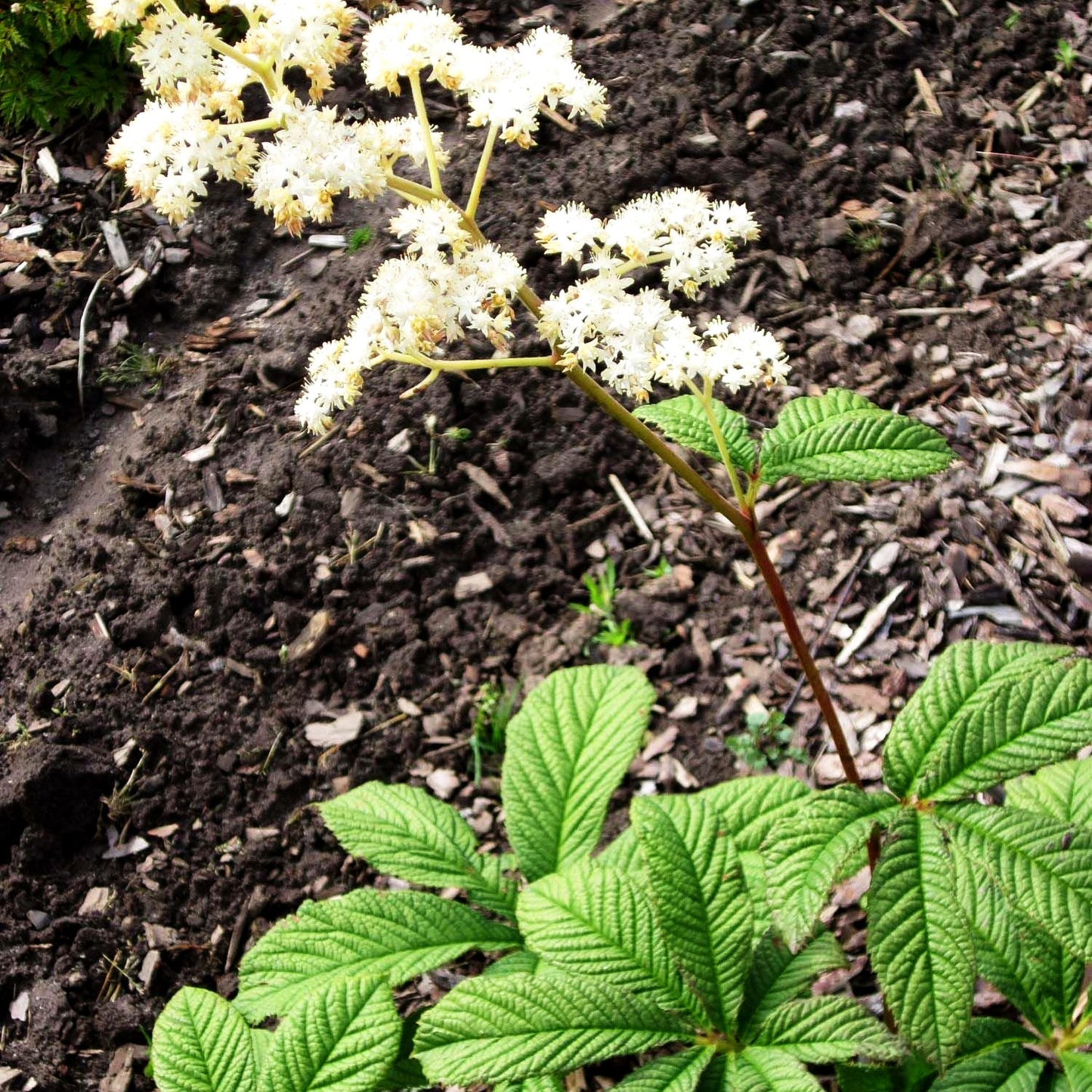 Kastanienblättriges Schaublatt (Rodgersia aesculifolia)