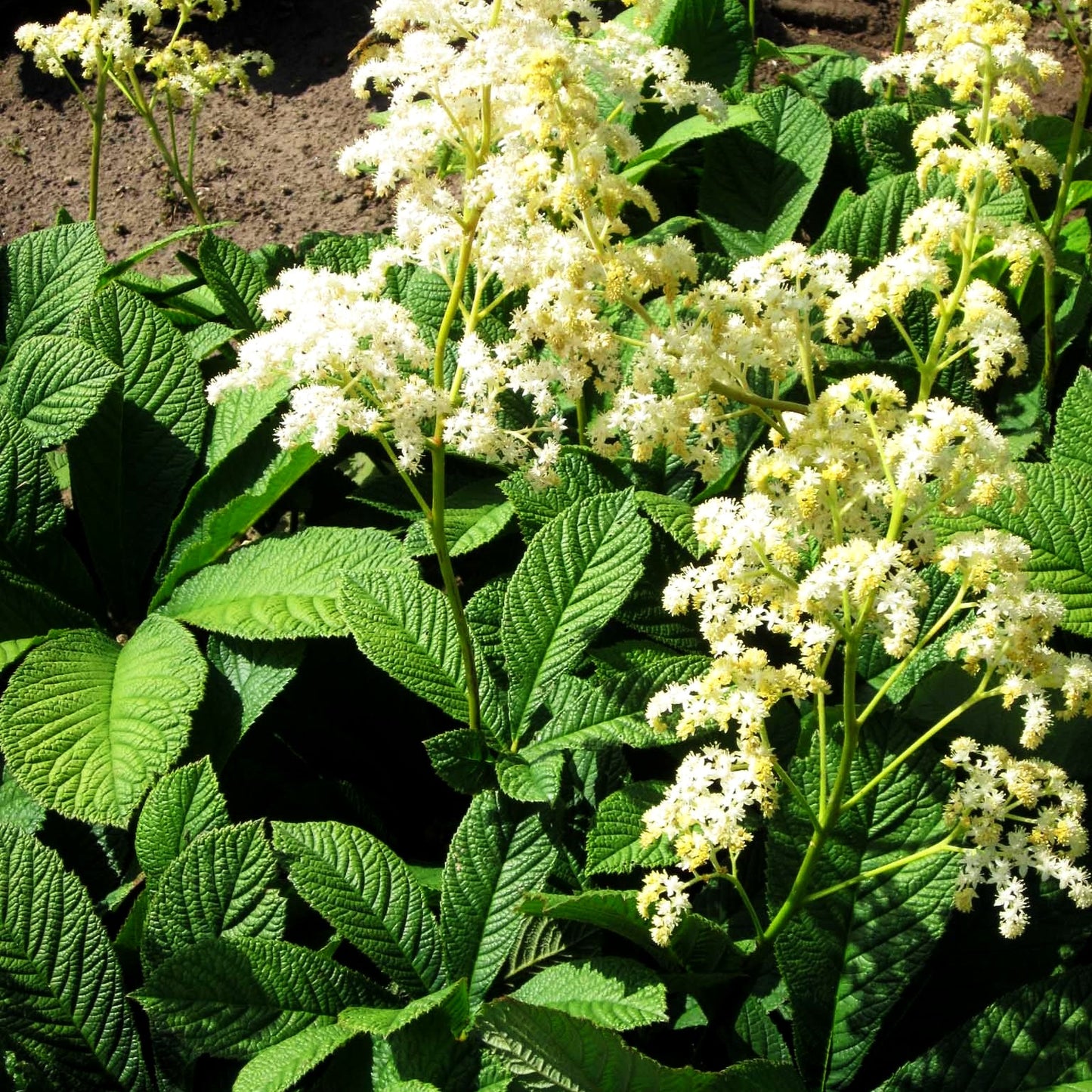Kastanienblättriges Schaublatt (Rodgersia aesculifolia)
