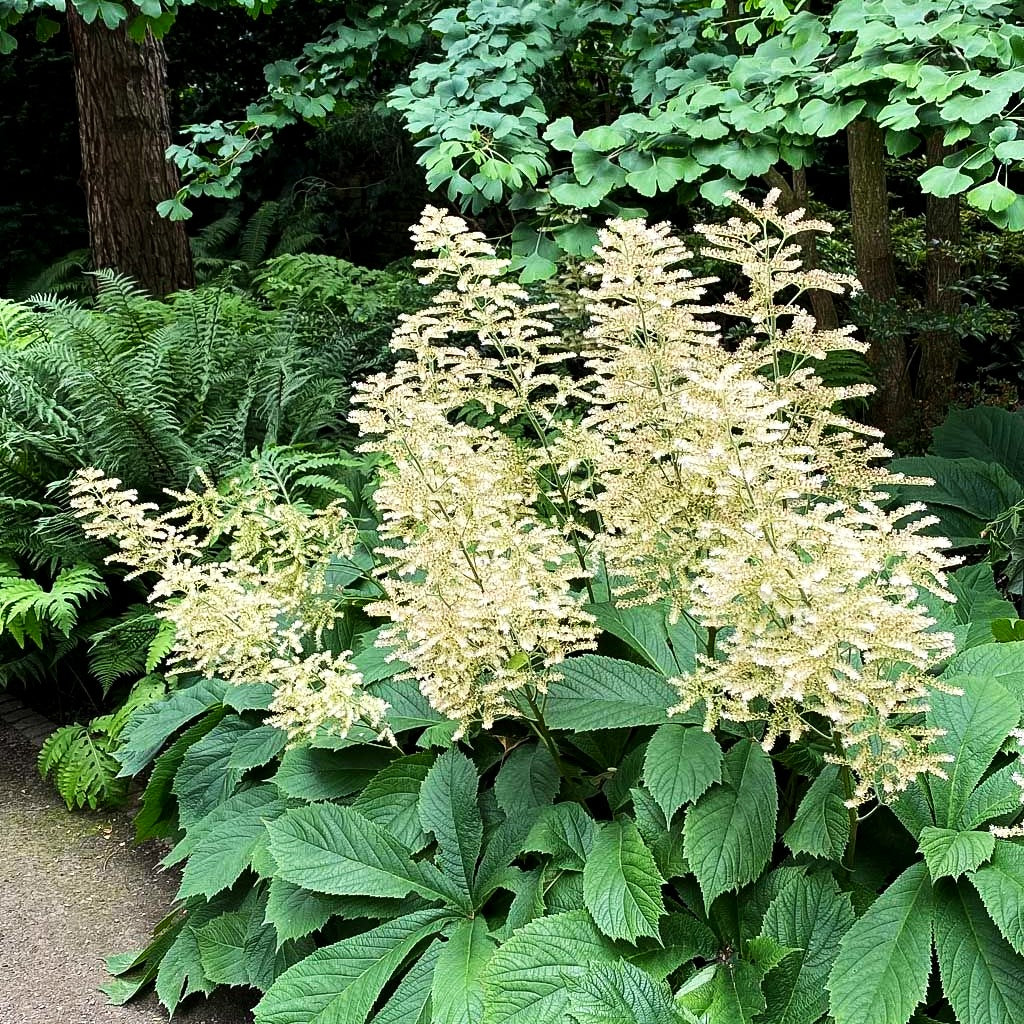 Kastanienblättriges Schaublatt (Rodgersia aesculifolia)