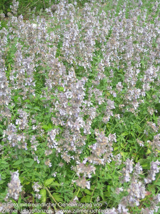 Katzenminze 'Gletschereis' (Nepeta x faassenii)