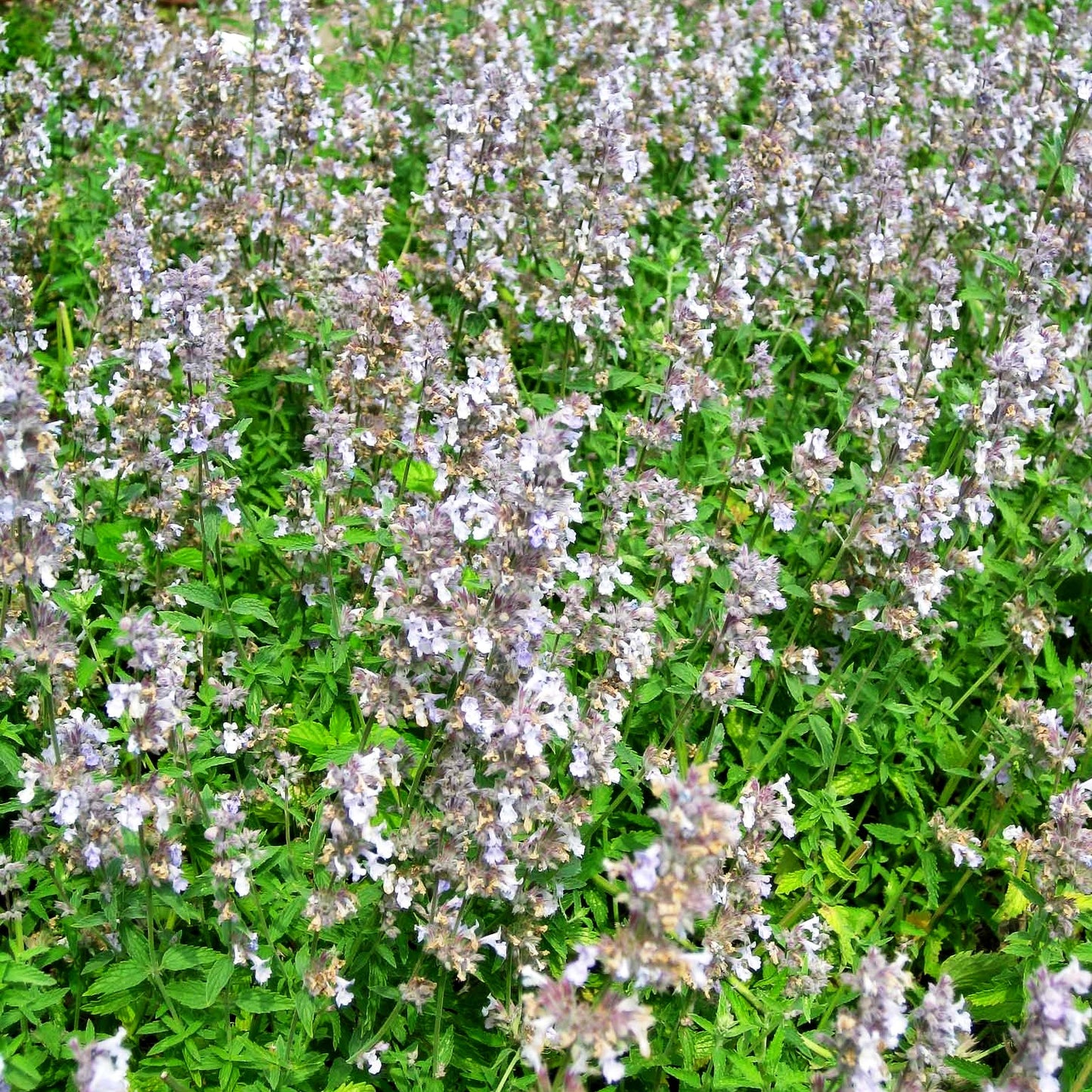 Katzenminze 'Gletschereis' (Nepeta x faassenii)