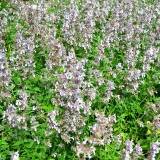 Katzenminze 'Gletschereis' (Nepeta x faassenii)
