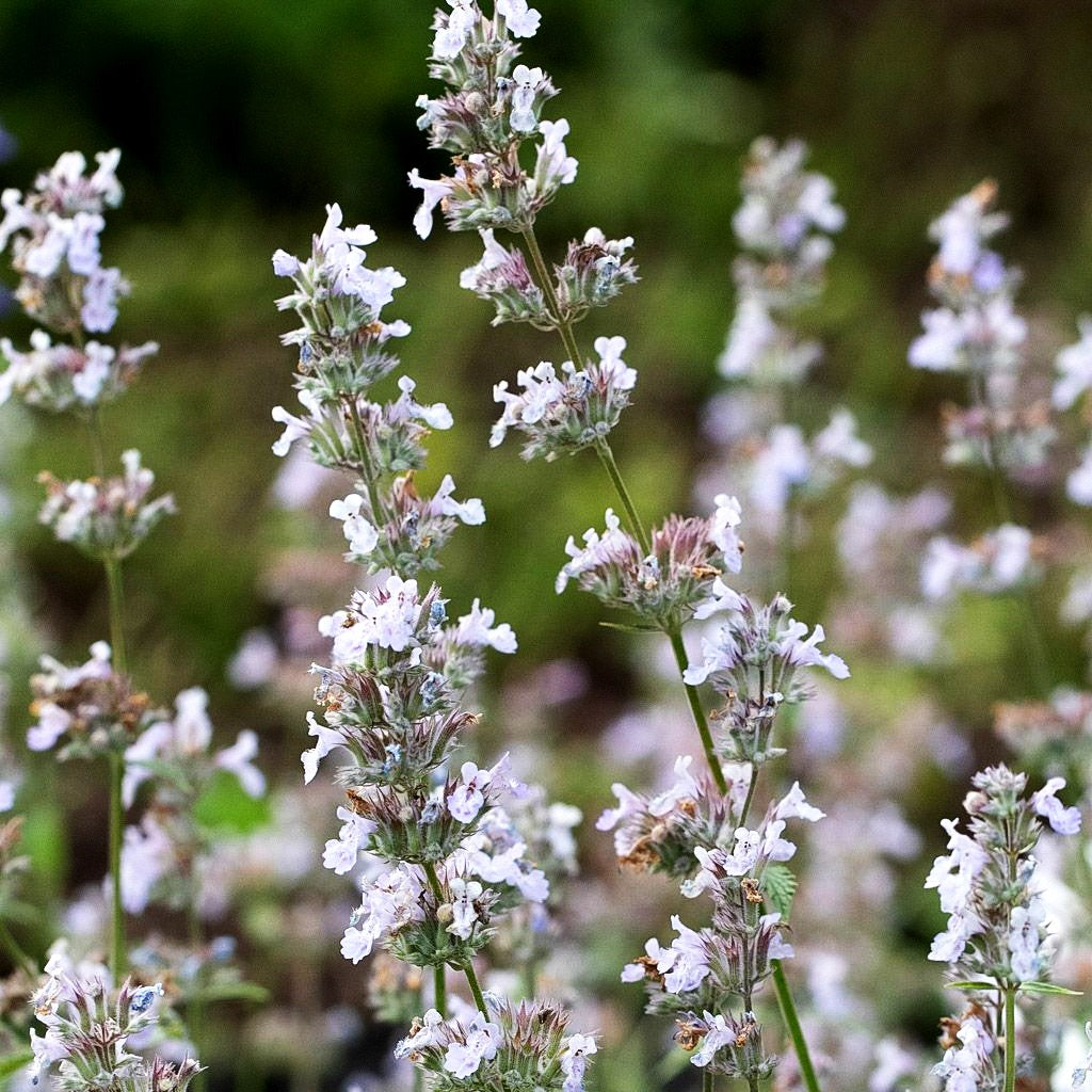 Katzenminze 'Gletschereis' (Nepeta x faassenii)