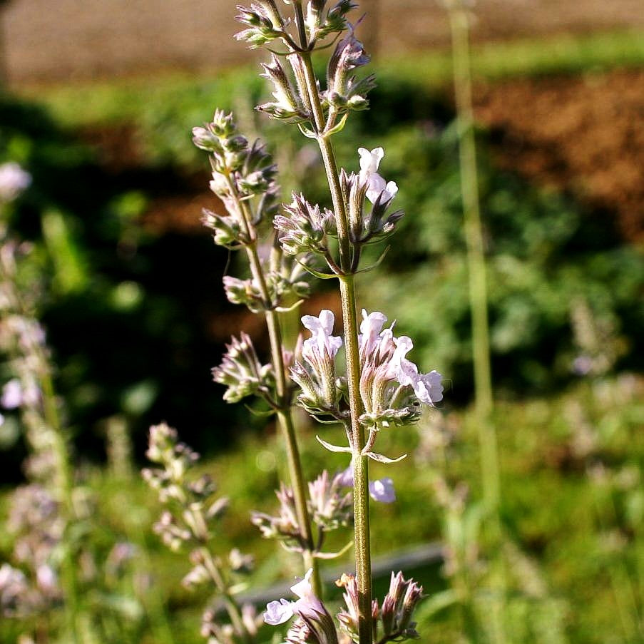 Katzenminze 'Gletschereis' (Nepeta x faassenii)