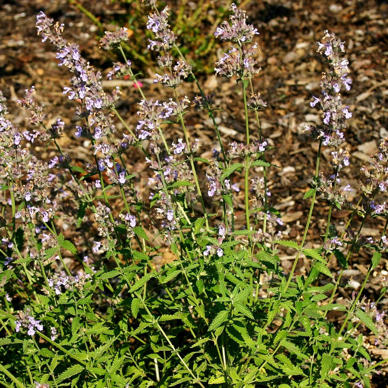 Katzenminze 'Gletschereis' (Nepeta x faassenii)