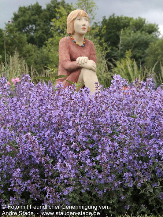 Katzenminze 'Kit Cat' (Nepeta x faassenii)