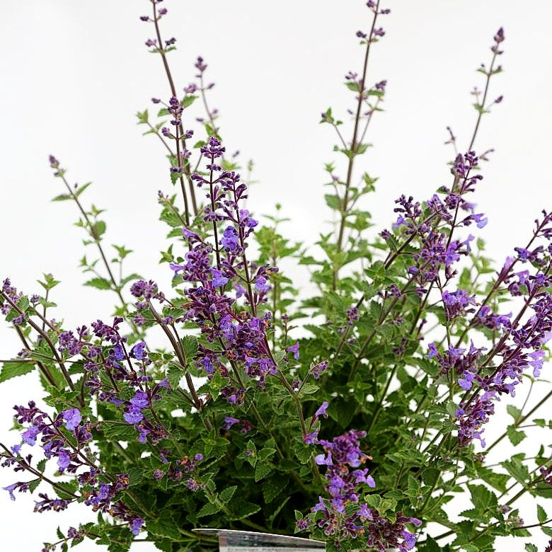 Katzenminze 'Kit Cat' (Nepeta x faassenii)