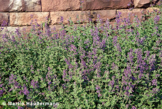 Katzenminze (Nepeta x faassenii)