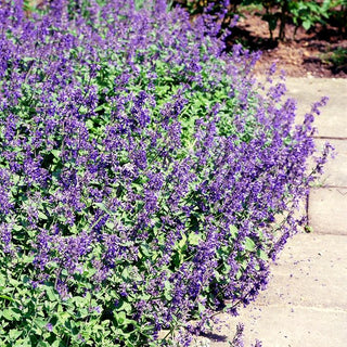 Katzenminze (Nepeta x faassenii)
