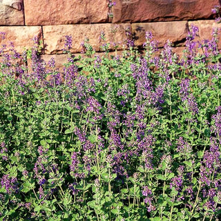 Katzenminze (Nepeta x faassenii)