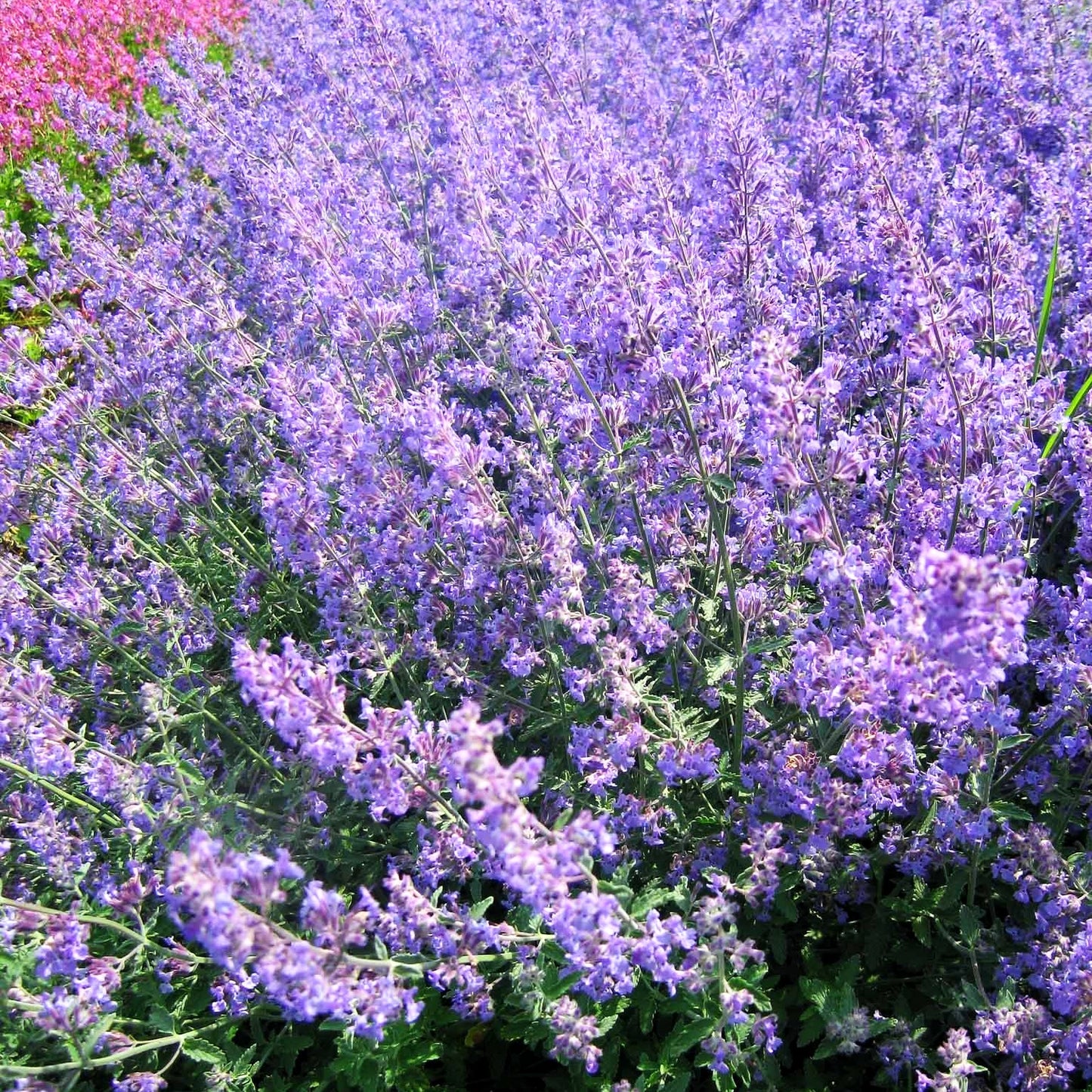Katzenminze (Nepeta x faassenii)