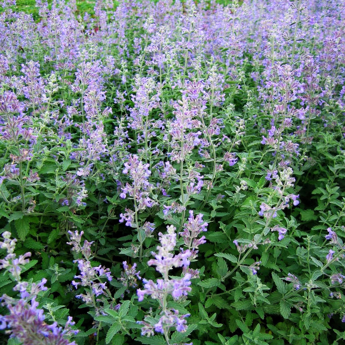 Katzenminze (Nepeta x faassenii)