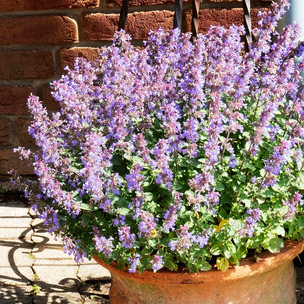 Katzenminze 'Purrsian Blue' (Nepeta x faassenii)
