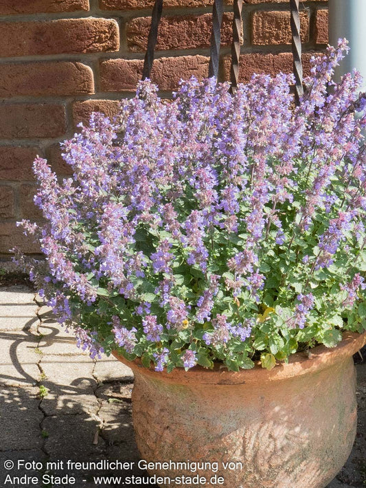 Katzenminze 'Purrsian Blue' (Nepeta x faassenii)