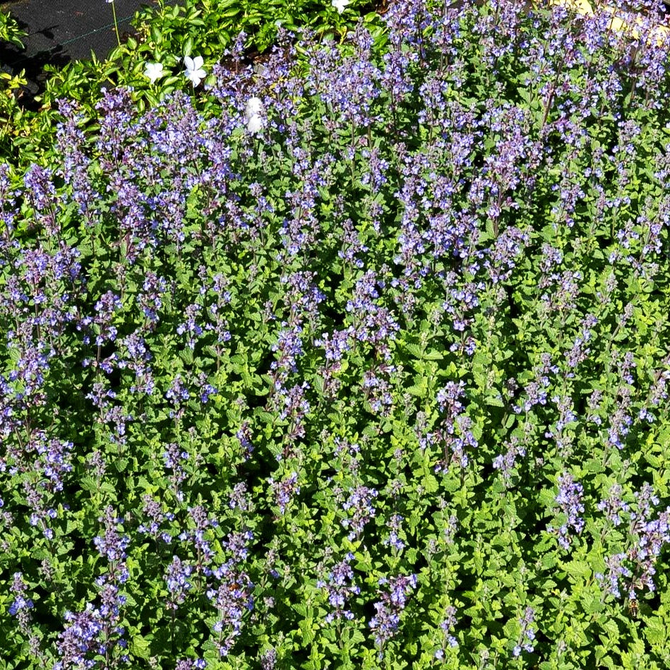 Katzenminze 'Purrsian Blue' (Nepeta x faassenii)