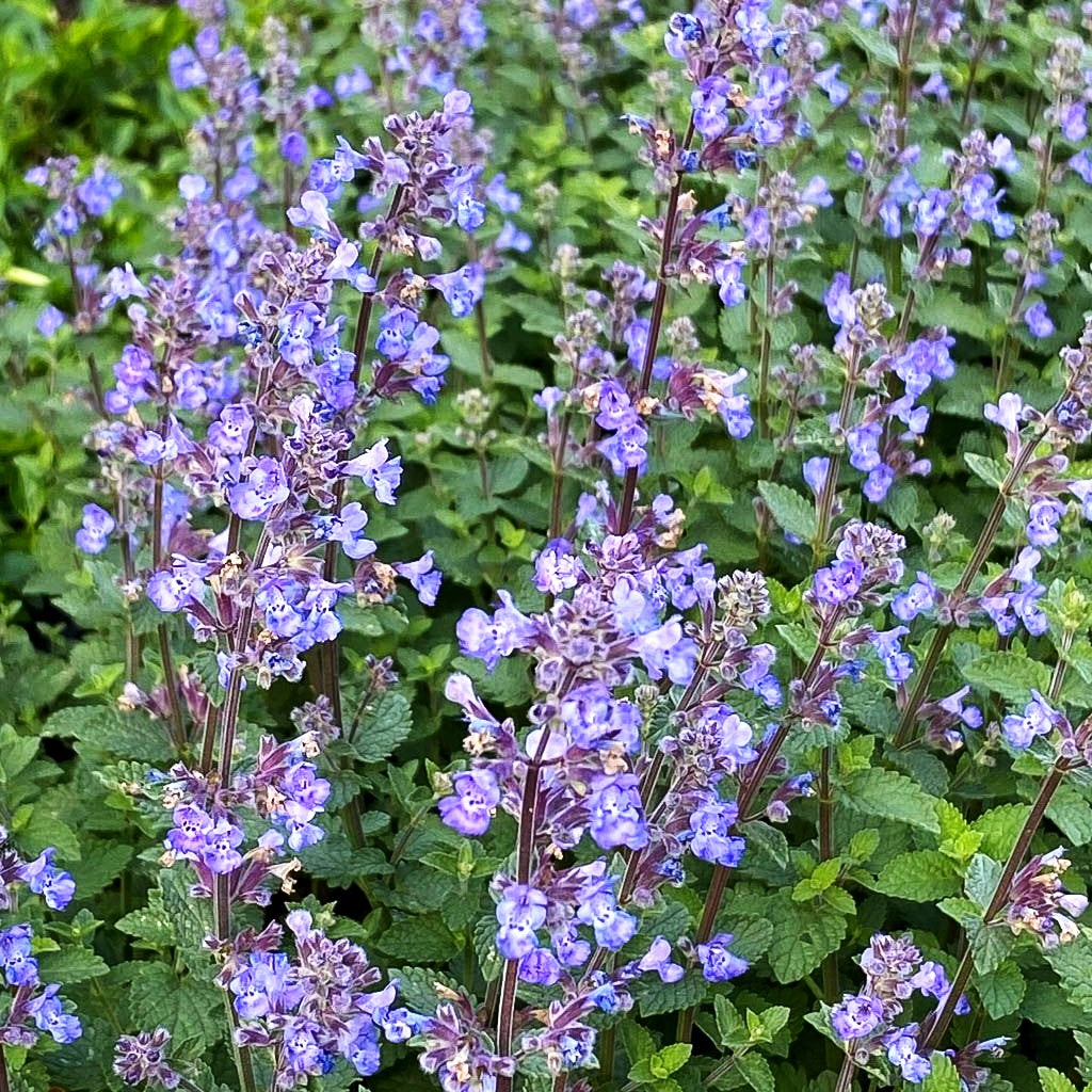 Katzenminze 'Purrsian Blue' (Nepeta x faassenii)