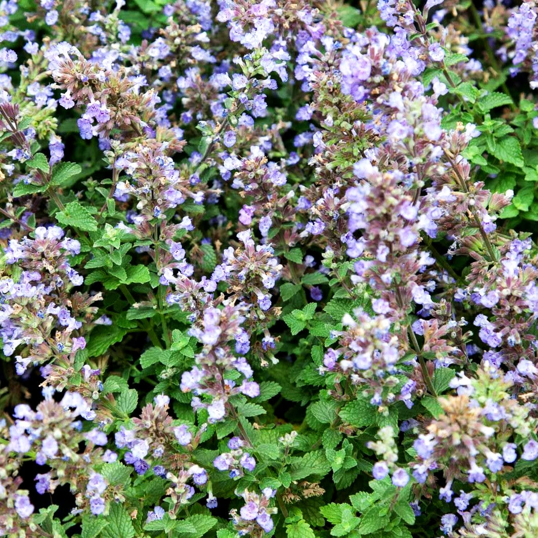 Katzenminze 'Purrsian Blue' (Nepeta x faassenii)