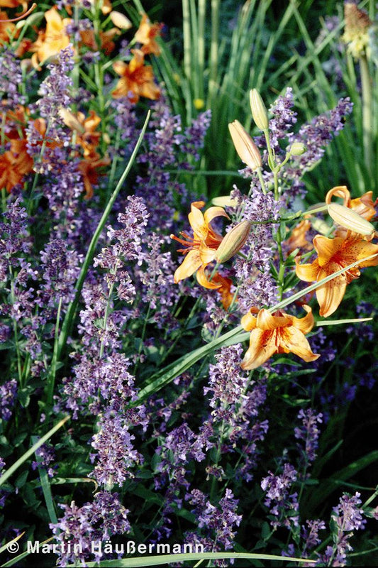 Katzenminze 'Walker's Low' (Nepeta x faassenii)