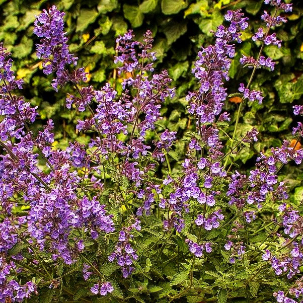 Katzenminze 'Walker's Low' (Nepeta x faassenii)