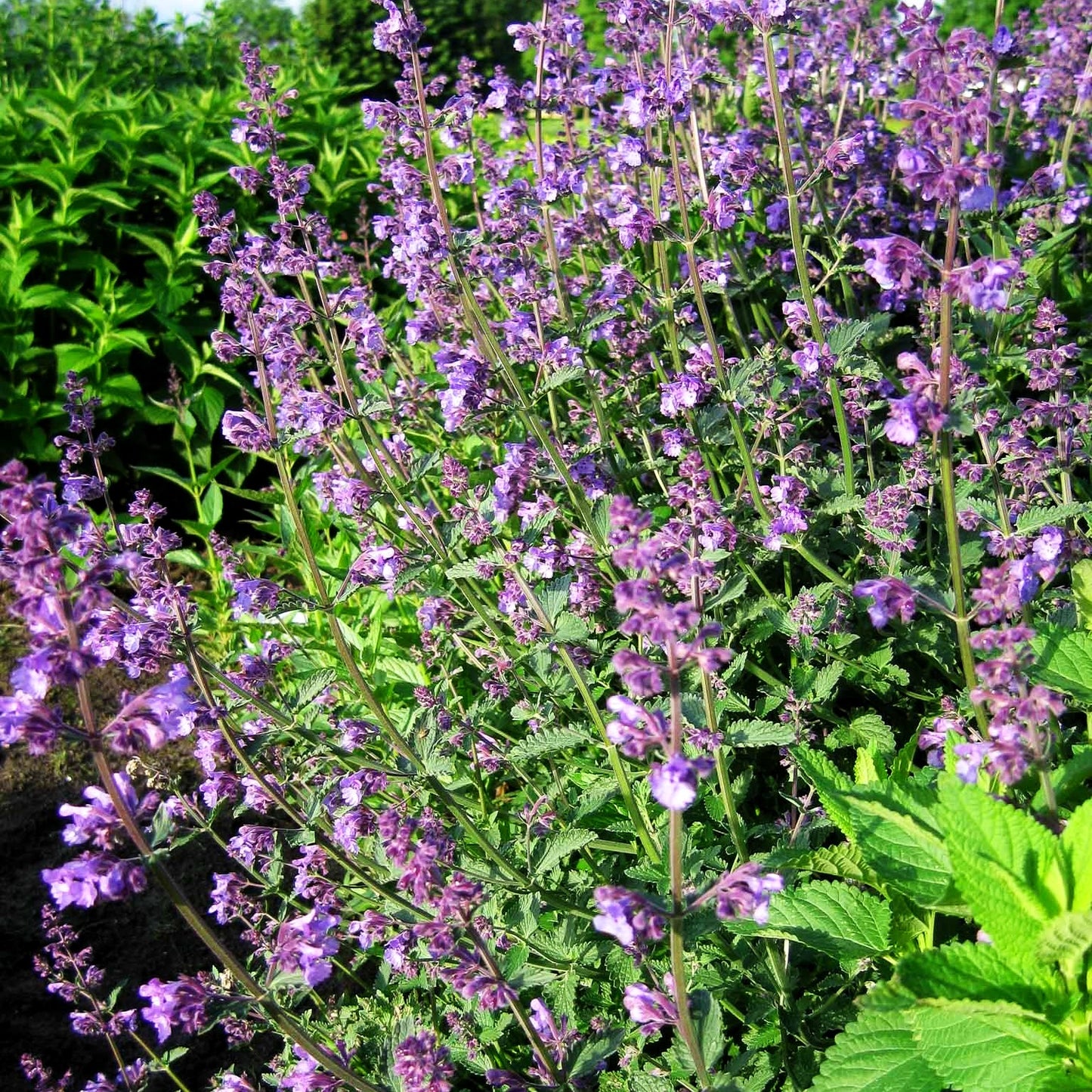 Katzenminze 'Walker's Low' (Nepeta x faassenii)