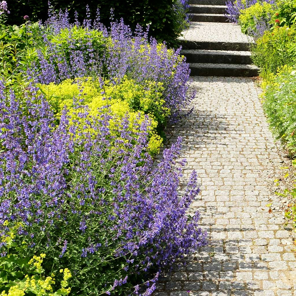 Katzenminze 'Walker's Low' (Nepeta x faassenii)