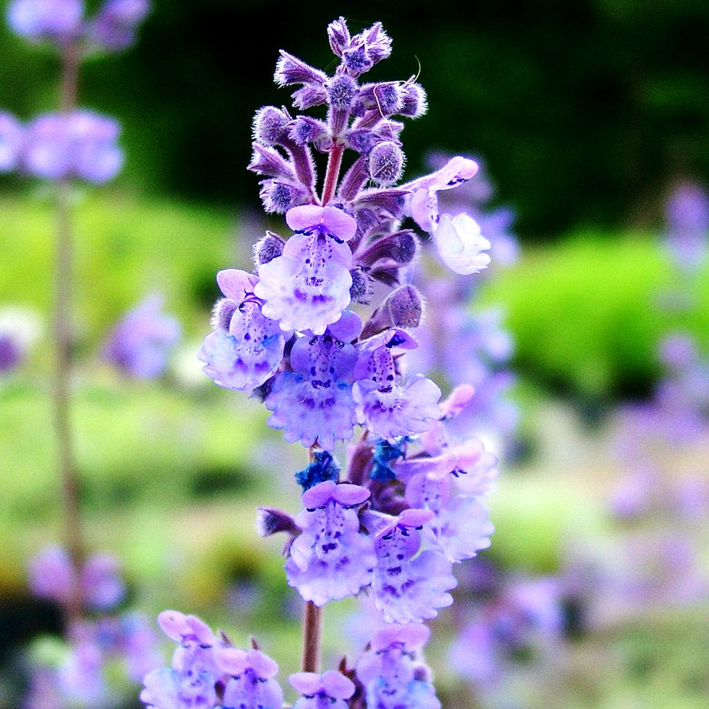 Katzenminze 'Walker's Low' (Nepeta x faassenii)