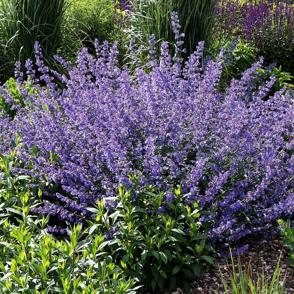 Katzenminze 'Walker's Low' (Nepeta x faassenii)