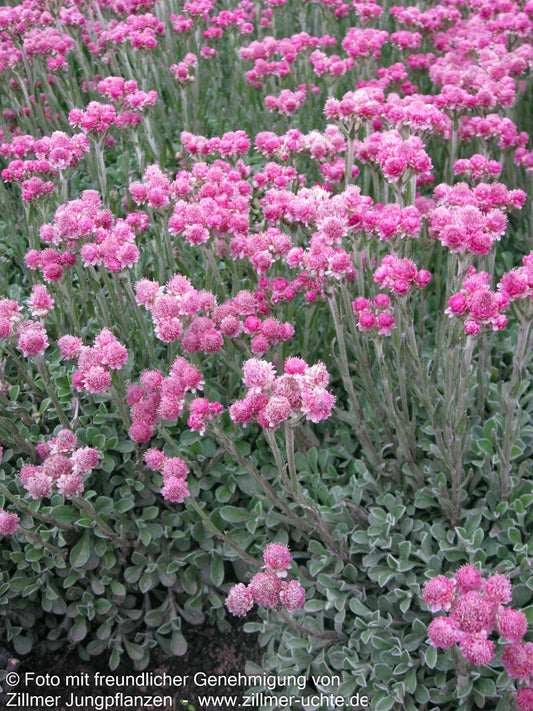 Katzenpfötchen 'Rubra' (Antennaria dioica)