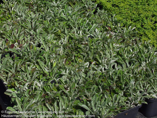 Katzenpfötchen 'Weiße Immortelle' (Antennaria dioica)