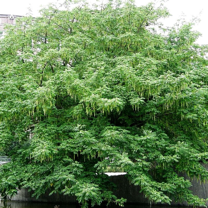 Kaukasische Flügelnuss (Pterocarya fraxinifolia)