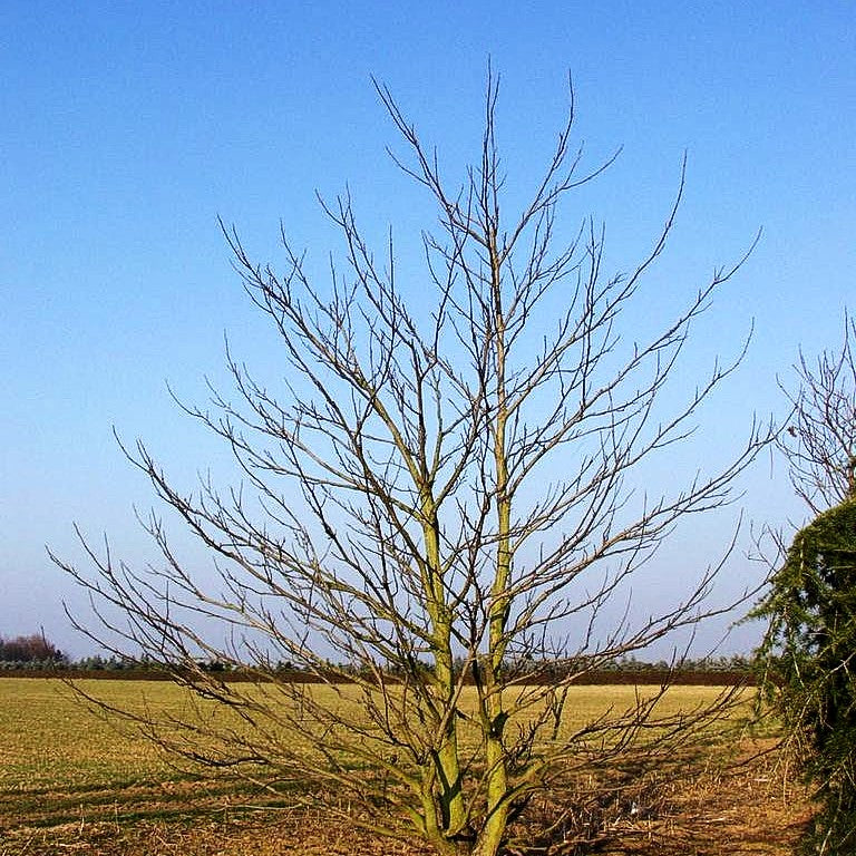 Kaukasische Flügelnuss (Pterocarya fraxinifolia)